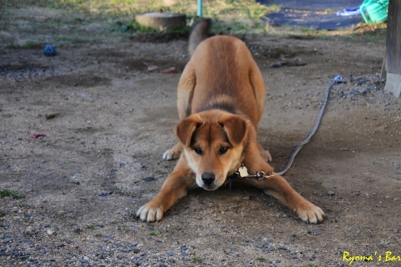 ペット係留ペグが欲しい。 -妄想通販 犬と一緒にキャンプする編-: Ryoma'sBar