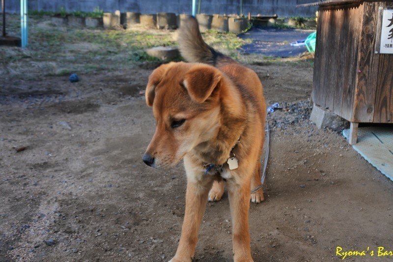 ペット係留ペグが欲しい。 -妄想通販 犬と一緒にキャンプする編-: Ryoma'sBar